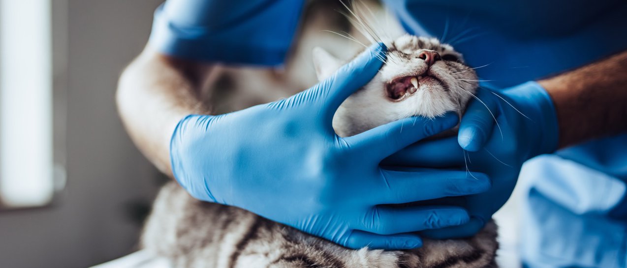 Extractions dentaires chez le chat