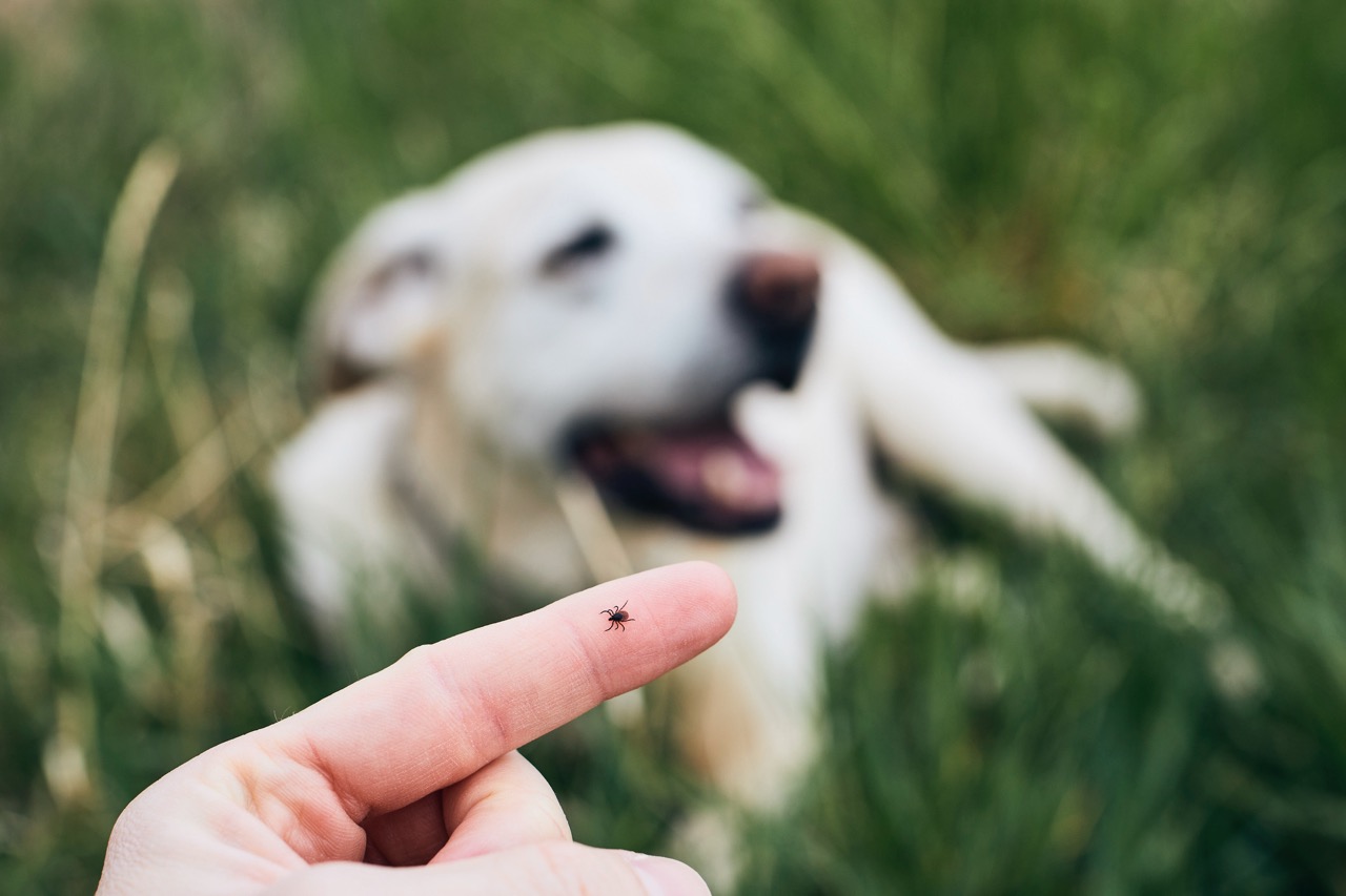 Hund, Kleines Insekt, Insektenkontakt, Tierkontakt, Tierfoto