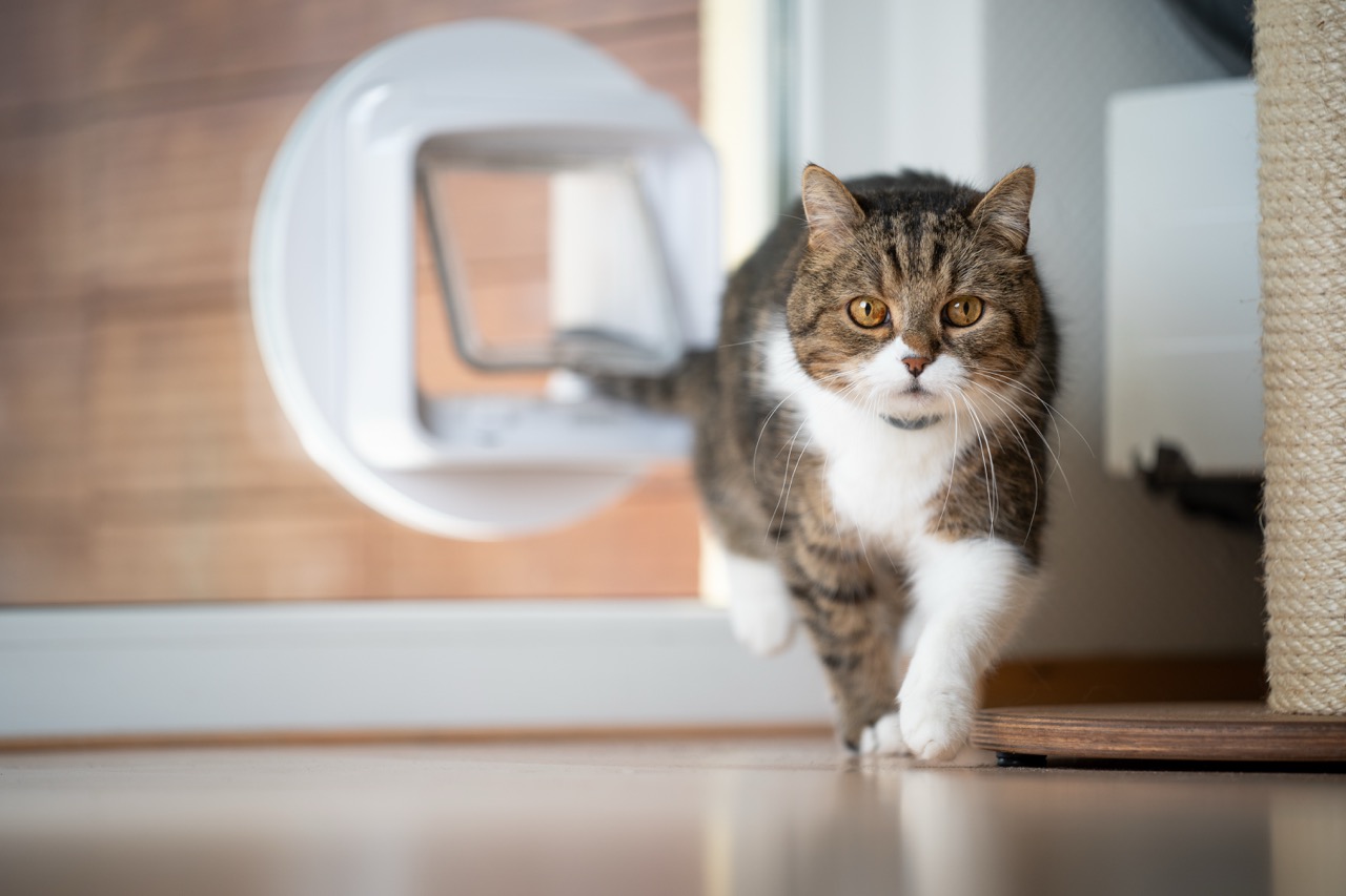 Katze, Hauskatze, getigerte Fellzeichnung, weiß, Kratzbaum